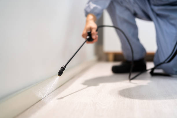 Licensed Ant Control service in Monroe, LA - Nex Pest Control